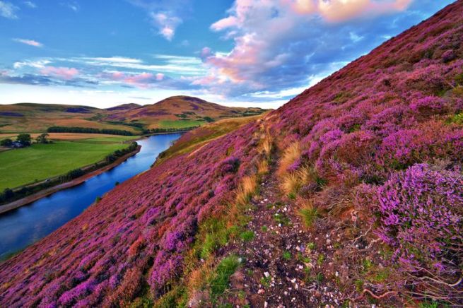 Vivid colorful landscape scenery with a footpath through the hill covered by violet heather flowers and green valley river mountains Pentland hills near Edinburgh Scotland